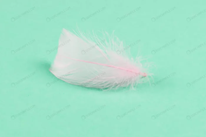 colorful feather mint background crc212547c9 - title:تصویر پر پرنده - اورچین فایل - format:JPG - استوک - sku:crc212547c9 - keywords:تصویر پر پرنده, عکس استوک, بکگراند, پر پرنده, پس زمینه, فایل تکی p_id:96329