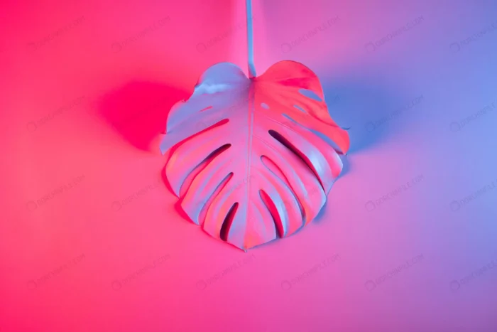 colorful tropical summer minimal concept with sin crc7a461736 - title:تصویر برگ گل انجیری - اورچین فایل - format:JPG - استوک - sku:crc7a461736 - keywords:تصویر برگ گل انجیری, عکس استوک, برگ, بکگراند, پس زمینه, فایل تکی p_id:96331