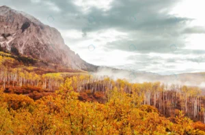 colorful yellow autumn colorado united states fal crc79af3d50 size18.69mb 4884x3223 - title:Home - اورچین فایل - format: - sku: - keywords: p_id:18