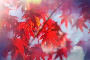 colorful yellow leaves autumn season close up sho crcbaa1dc14 size15.03mb 5566x3707 - title:Home - اورچین فایل - format: - sku: - keywords: p_id:18