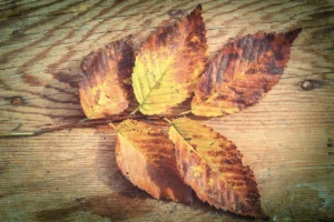 colorful yellow leaves autumn season close up sho crce335b12f size25.29mb 5760x3840 - title:Home - اورچین فایل - format: - sku: - keywords: p_id:18