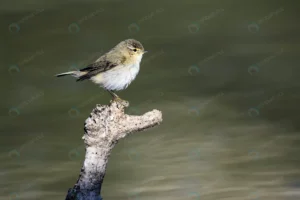 common chiffchaff phylloscopus collybita crc3470da3d size9.01mb 5270x3513 1 - title:Home - اورچین فایل - format: - sku: - keywords: p_id:18