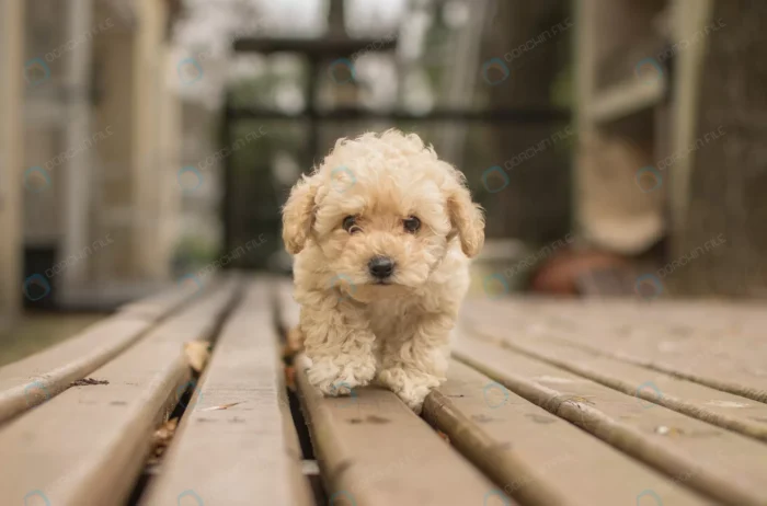 cute beige shih poo maltipoo dog walking wooden d crcf209cc58 size11.32mb 4404x2904 1 - title:تصویر استوک سگ کوچک پشمالو - اورچین فایل - format:JPG - استوک - sku:crcf209cc58 - keywords: p_id:47710