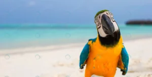 cute bright colorful parrot white sand maldives crcf41808e1 size5.29mb 5040x2555 - title:Home - اورچین فایل - format: - sku: - keywords: p_id:18