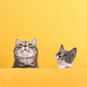 cute little gray cat kitten yellow looks plays bu crc7e88a8e9 size5.5mb 3648x3648 1 - title:Home - اورچین فایل - format: - sku: - keywords: p_id:18