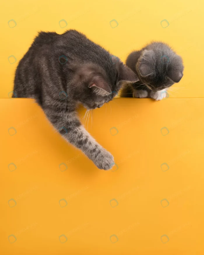 cute little gray cat kitten yellow looks plays bu crc8755496a size9.08mb 4079x5099 1 - title:تصویر استوک گربه و بچه گربه در حال بازی کردن - اورچین فایل - format:JPG - استوک - sku:crc8755496a - keywords: p_id:47930