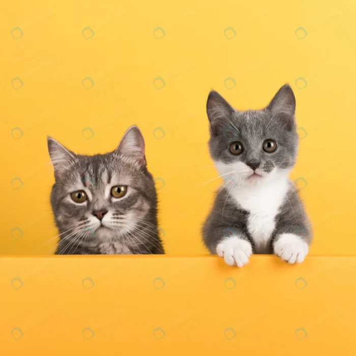 cute little gray cat kitten yellow looks plays bu crc9142ea26 size5.37mb 3516x3516 1 - title:تصویر استوک گربه و گربه کوچک خاکستری - اورچین فایل - format:JPG - استوک - sku:crc9142ea26 - keywords: p_id:47934