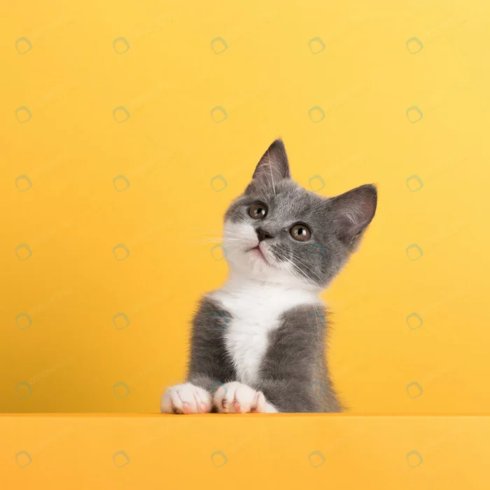 cute little gray cat yellow looks plays buisiness crc02ac27e0 - title:تصویر استوک بچه گربه خاکستری - اورچین فایل - format:JPG - استوک - sku:crc02ac27e0 - keywords: p_id:47938