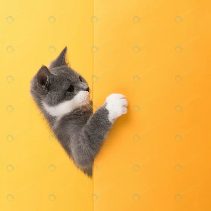 cute little gray cat yellow looks plays buisiness crc925fe33c size5.91mb 3432x3432 1 - title:تصویر استوک بچه گربه خاکستری و سفید با پس زمینه نارنجی - اورچین فایل - format:JPG - استوک - sku:crc925fe33c - keywords: p_id:47652