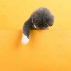 cute little gray cat yellow looks plays buisiness crc97246dbb size6.12mb 3648x3648 1 - title:Home - اورچین فایل - format: - sku: - keywords: p_id:18