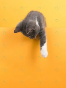 cute little gray cat yellow looks plays buisiness crca835c256 size7.23mb 3708x4944 1 - title:Home - اورچین فایل - format: - sku: - keywords: p_id:18