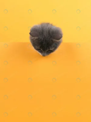 cute little gray cat yellow looks plays buisiness crcb0a36b72 size6.73mb 3663x4884 - title:Home - اورچین فایل - format: - sku: - keywords: p_id:18