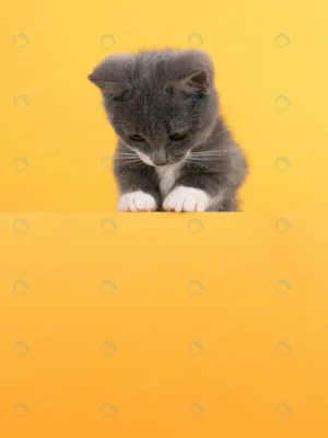 cute little gray cat yellow looks plays buisiness crcc86e58a0 size6.89mb 3329x4439 1 - title:Home - اورچین فایل - format: - sku: - keywords: p_id:18