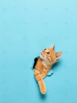 cute red kitten peeks out through hole paper play crc56a51c21 size9.87mb 3375x4500 1 - title:Home - اورچین فایل - format: - sku: - keywords: p_id:18