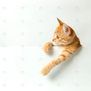 cute red kitten white background playful funny pe crc2b5b0baa size3.78mb 3622x3622 1 - title:Home - اورچین فایل - format: - sku: - keywords: p_id:18