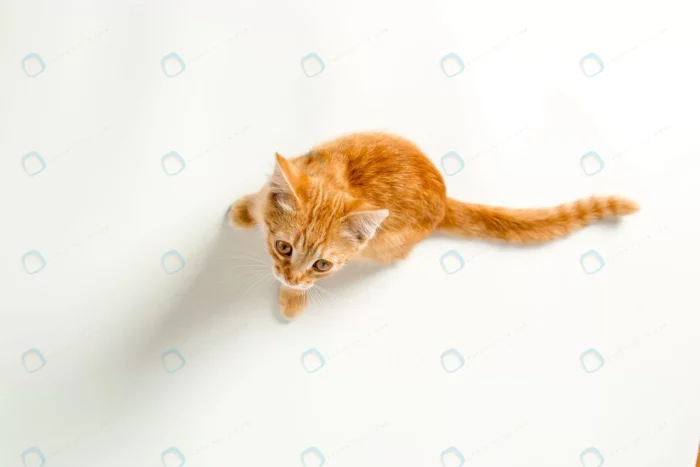 cute red kitten white background playful funny pe crc2dee0373 size4.56mb 4584x3056 1 - title:تصویر استوک گربه زرد - اورچین فایل - format:JPG - استوک - sku:crc2dee0373 - keywords: p_id:47670