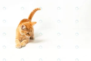 cute red kitten white background playful funny pe crc4801d1a6 size2.57mb 4060x2706 1 - title:Home - اورچین فایل - format: - sku: - keywords: p_id:18