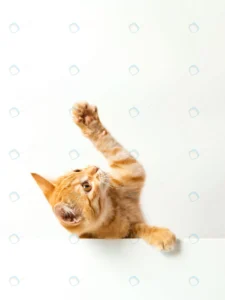 cute red kitten white background playful funny pe crc7fe1f046 size3.62mb 3294x4392 1 - title:Home - اورچین فایل - format: - sku: - keywords: p_id:18