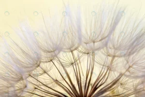 dandelion seed background seed macro closeup sprin rnd810 frp7111865 - title:Home - اورچین فایل - format: - sku: - keywords: p_id:18