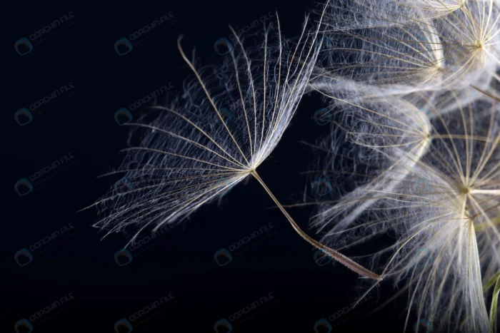 dandelion seed isolated black background crcd5aaf341 - title:عکس استوک قاصدک با بکگراند تیره - اورچین فایل - format:JPG - استوک - sku:crcd5aaf341 - keywords: p_id:40977