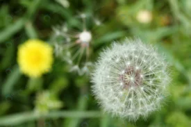 dandelion seed yellow flower crc00dd76a6 size10.42mb 7200x4800 - title:Home Main - اورچین فایل - format: - sku: - keywords: p_id:18