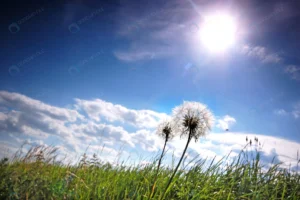 dandelions meadow sunny day crc7839173b size2.75mb 3008x2000 - title:Home - اورچین فایل - format: - sku: - keywords: p_id:18