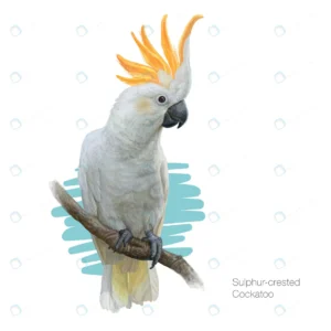 detailed illustration sulphur crested cockatoo.jp crc2adb1265 size4.85mb 1 - title:Home - اورچین فایل - format: - sku: - keywords: p_id:18