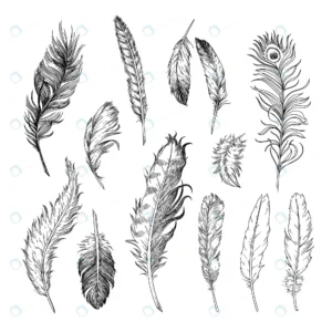 different feathers birds engraved illustrations s crcb0b97ad6 size6.15mb - title:Home - اورچین فایل - format: - sku: - keywords: p_id:18