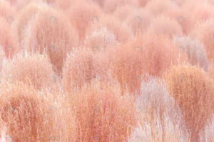 dry pink kochia autumn season crc4aebc49e size14.32mb 6016x4016 - title:Home - اورچین فایل - format: - sku: - keywords: p_id:18