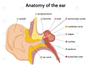 ear anatomy infographics with flat images interna crcbbef9088 size1.17mb - title:Home - اورچین فایل - format: - sku: - keywords: p_id:18