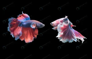 emotion 2 siamese fighting fish betta splendens i crc5d291fb7 size4.58mb 6800x4346 1 - title:Home - اورچین فایل - format: - sku: - keywords: p_id:18