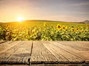 empty wooden plank with sunflower field crc56d1a3a8 size10.86mb 5298x3895 - title:Home - اورچین فایل - format: - sku: - keywords: p_id:18