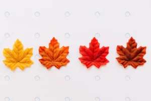 fall color leaves composition crc5c305fd5 size9.90mb 6240x4160 - title:Home - اورچین فایل - format: - sku: - keywords: p_id:18