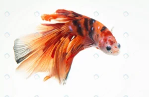 fancy nemo betta siamese fighting fish crcf725618a size3.86mb 4500x2929 - title:Home - اورچین فایل - format: - sku: - keywords: p_id:18