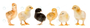 five yellow chicks one chick black crceb9ca1f5 size5.16mb 8000x2511 1 - title:Home - اورچین فایل - format: - sku: - keywords: p_id:18