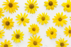 flat lay yellow daisies crcb73a5315 size1.13mb 5760x3840 - title:Home - اورچین فایل - format: - sku: - keywords: p_id:18