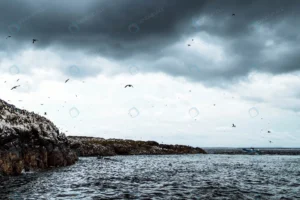 flock seabirds flying farne islands northumberlan crce8a3e857 size12.58mb 5825x3884 - title:Home - اورچین فایل - format: - sku: - keywords: p_id:18