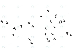 flocks flying pigeons isolated white clipping pat crc582e6d4e size0.59mb 5472x3648 - title:Home - اورچین فایل - format: - sku: - keywords: p_id:18