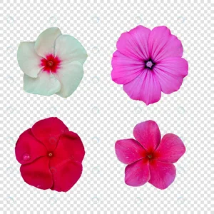 flower object with transparent background psd crc471416e5 size57.07mb - title:Home - اورچین فایل - format: - sku: - keywords: p_id:18