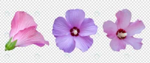 flower object with transparent background psd crc92b438be size67.97mb - title:Home - اورچین فایل - format: - sku: - keywords: p_id:18