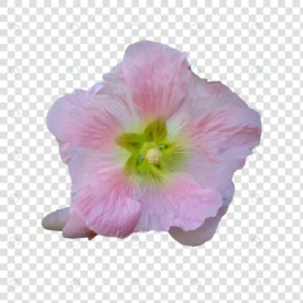 flower object with transparent background psd crca13cfff0 size24.53mb - title:Home Main - اورچین فایل - format: - sku: - keywords: p_id:18