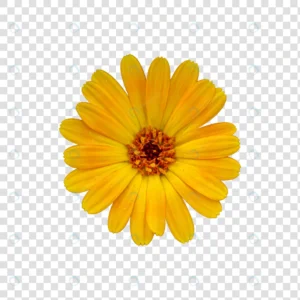 flower object with transparent background psd crca1b067ab size15.60mb - title:Home - اورچین فایل - format: - sku: - keywords: p_id:18