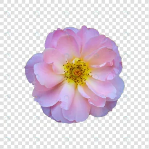 flower object with transparent background psd crcad0b3f07 size24.89mb - title:Home - اورچین فایل - format: - sku: - keywords: p_id:18