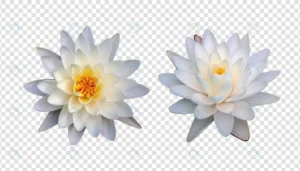 flower object with transparent background psd crcf392dbb5 size41.44mb - title:Home - اورچین فایل - format: - sku: - keywords: p_id:18