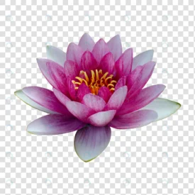 flower object with transparent background psd crcf64ab7b3 size21.52mb - title:Home Main - اورچین فایل - format: - sku: - keywords: p_id:18