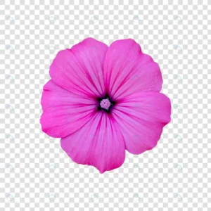 flower object with transparent background psd crcffb7abbd size23.96mb - title:Home - اورچین فایل - format: - sku: - keywords: p_id:18