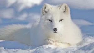 fluffy arctic fox lies snow winter crc554686e5 size1.00mb 3556x2000 - title:Home - اورچین فایل - format: - sku: - keywords: p_id:18