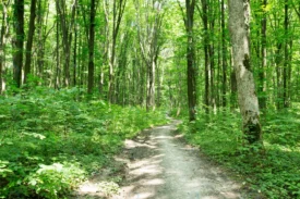 forest trees nature green wood sunlight background rnd831 frp25138330 - title:Home Main - اورچین فایل - format: - sku: - keywords: p_id:18