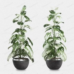 front view monstera plant pot 3d rendering 3 crc588b8239 size8.78mb - title:Home - اورچین فایل - format: - sku: - keywords: p_id:18