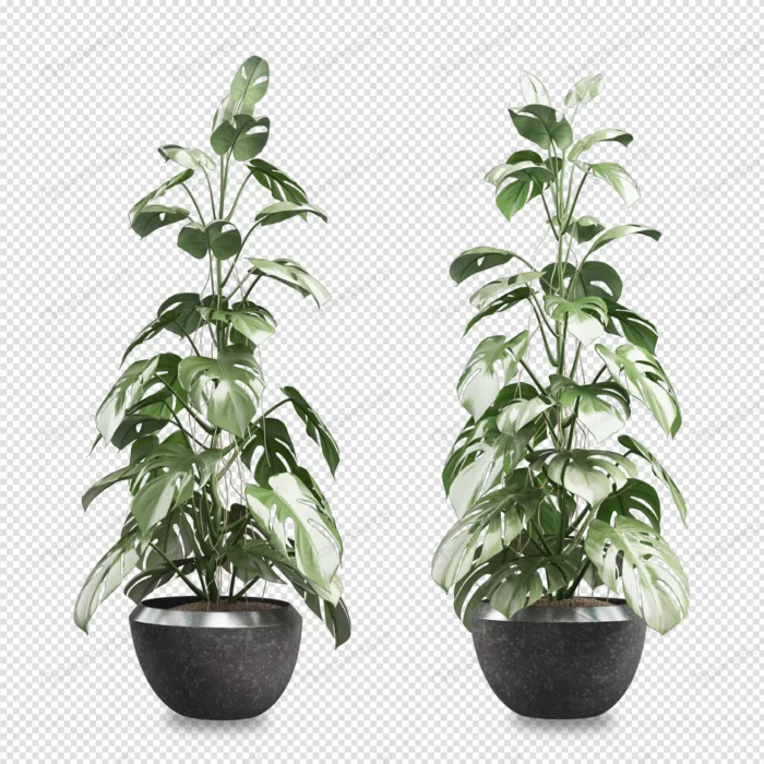 front view monstera plant pot 3d rendering 3 crc588b8239 size8.78mb - title:تصویر گلدان بدون پس زمینه - اورچین فایل - format:PSD - فتوشاپ - sku:crc588b8239 - keywords: p_id:98137